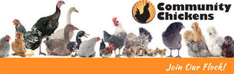 Training Chickens Image